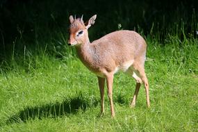 Animal Zoo Nature