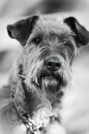 Dog Irish Terrier