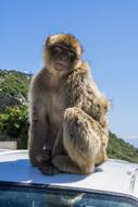 Monkey Gibraltar Animal