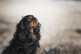 Dog Spaniel Animal
