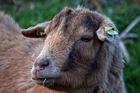 sheep eats grass