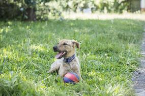 pet Dog on Field