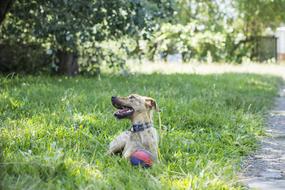 Dog Field Animals