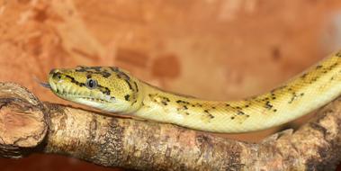 Snake Python Yellow