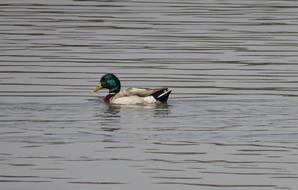 Bird Duck Mallard Anas