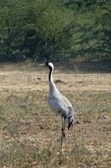 Common Crane Grus Eurasian