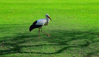 Stork Animal Plumage