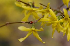 yellow flowers background is beautiful