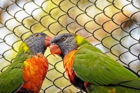 Lorikeet Birds Colorful