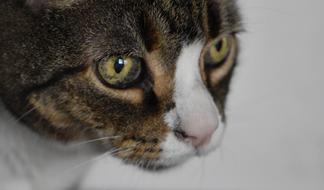 portrait of a house cat