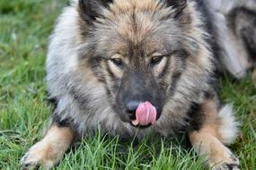Dog Eurasier Female