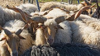 fluffy goat herd