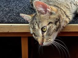 cat with his head down