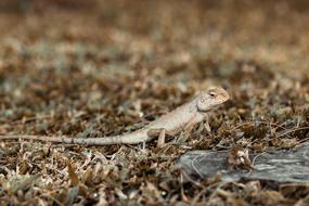 Iguana Animal Top