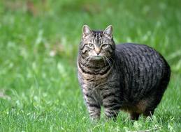 Cat Domestic Tabby