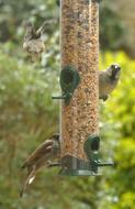 Mus Bird Fauna
