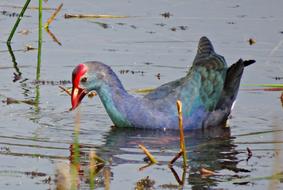 Bird Purple Swamphen