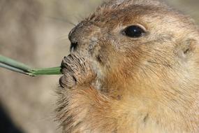 Prairie Dog Animal