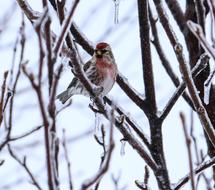 Redpoll Bird in Winter