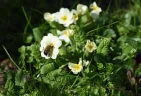 Spring Cowslip Bee