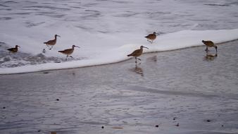 Shorebird Wildlife Bird
