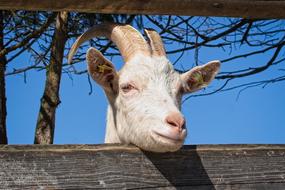 Domestic Goat Head
