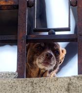 cute little dog on a fence