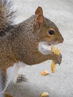 Squirrel Animal Eating portrait