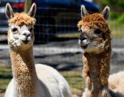 Alpacas Animal Cute Alpaca
