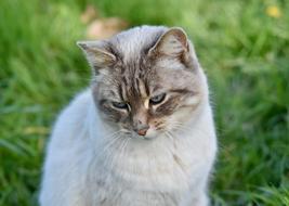 Cat Pussy Nala Eyes