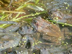Frogs Spawn Frog