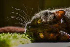 Cat Animal