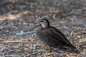 Pacific Black Duck Bird Anas