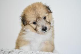 Dog Puppy Cute