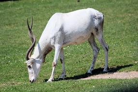 Addax The Antelope Nubian Wild