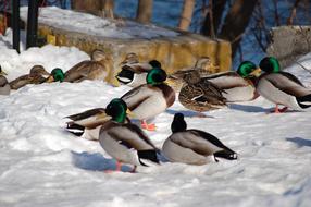 Canard Duck Winter