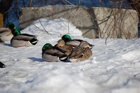 Canard Duck Winter
