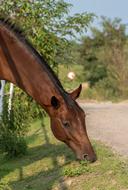 beautiful young horse