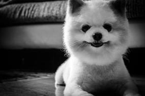Dogs Pet Black And White