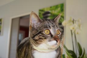 Cat Eyes Feline To