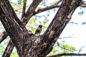 Bird Tree Myna