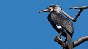 Great Cormorant Phalacrocorax
