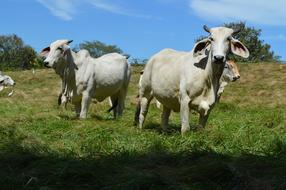 Animal Husbandry Cow Livestock