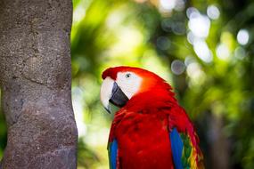 Animal Bird Macaw