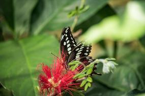 Butterfly Animal World