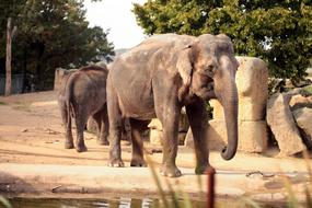 walking beautiful elephants