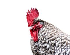 Gockel Hahn Hen