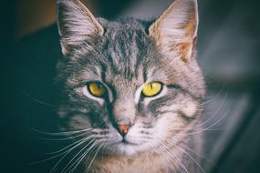 Cat Domestic Eyes