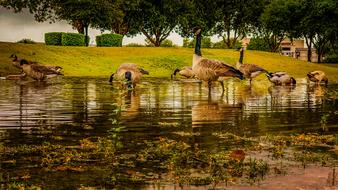 Ducks Park Water