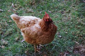 Hen Animal Rooster